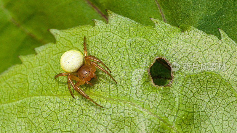 蜘蛛，六点球织布机，(Araniella displicata)，六点梭子鱼，蜘蛛，环虫，蜘蛛亚科，蜘蛛科。